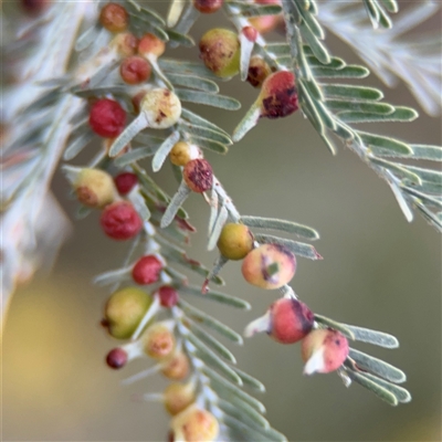 Austroacacidiplosis botrycephalae (A Gall Midge) at Russell, ACT - 22 Aug 2025 by Hejor1