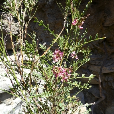 Indigofera adesmiifolia (Tick Indigo) at Ballyroe, NSW - 2 Oct 2017 by TwoRivers
