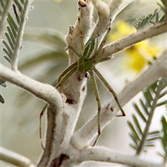 Lehtinelagia prasina at Russell, ACT - 22 Aug 2025 by Hejor1