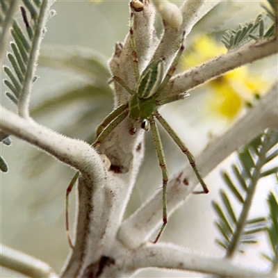 Lehtinelagia prasina at Russell, ACT - 22 Aug 2025 by Hejor1