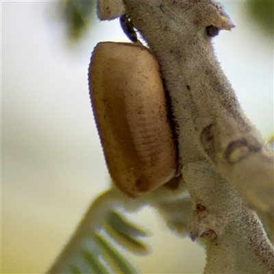 Blattidae sp. (family) (Unidentified blattid cockroach) at Russell, ACT - 22 Aug 2025 by Hejor1