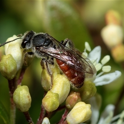 Lasioglossum (Parasphecodes) sp. (genus & subgenus) (Halictid bee) at Higgins, ACT - 22 Aug 2025 by AlisonMilton