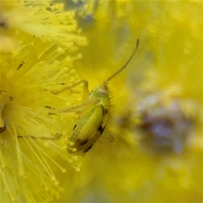 Miridae (family) (Unidentified plant bug) at Russell, ACT - 22 Aug 2025 by Hejor1