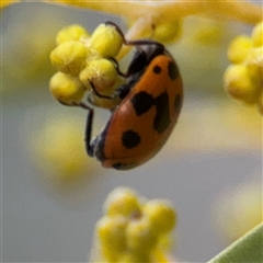 Hippodamia variegata (Spotted Amber Ladybird) at Russell, ACT - 22 Aug 2025 by Hejor1