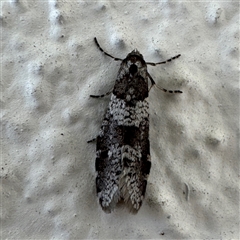 Lepidoscia (genus) ADULT (A Case moth) at Braddon, ACT - 23 Aug 2025 by Hejor1