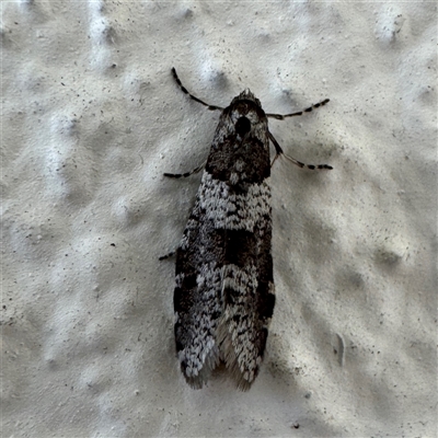 Lepidoscia (genus) ADULT (A Case moth) at Braddon, ACT - 23 Aug 2025 by Hejor1