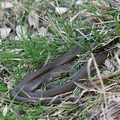 Pseudonaja textilis (Eastern Brown Snake) at Fyshwick, ACT - 23 Aug 2025 by davidcunninghamwildlife