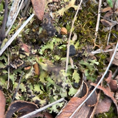 Heterodea sp. at Bruce, ACT - 23 Aug 2025 by Hejor1
