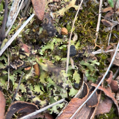 Heterodea sp. at Bruce, ACT - 23 Aug 2025 by Hejor1