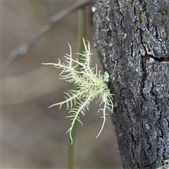 Usnea sp. (genus) (Bearded lichen) at Bruce, ACT - 23 Aug 2025 by Hejor1