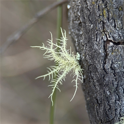 Usnea sp. (genus) (Bearded lichen) at Bruce, ACT - 23 Aug 2025 by Hejor1