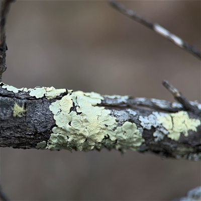 Flavoparmelia sp. at Bruce, ACT - 23 Aug 2025 by Hejor1