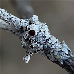 Flavoparmelia sp. (Flavoparmelia Lichen) at Bruce, ACT - 23 Aug 2025 by Hejor1