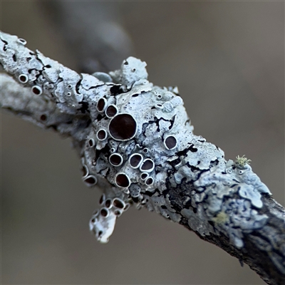 Flavoparmelia sp. (Flavoparmelia Lichen) at Bruce, ACT - 23 Aug 2025 by Hejor1