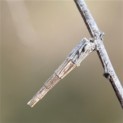 Lepidoscia arctiella (Tower Case Moth) at Bruce, ACT - 23 Aug 2025 by Hejor1