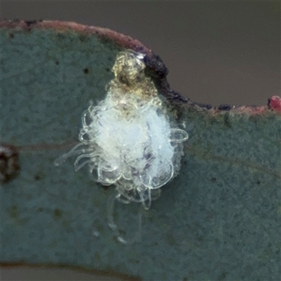 Glycaspis sp. (genus) (Unidentified sugary lerp) at Bruce, ACT - 23 Aug 2025 by Hejor1
