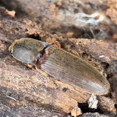 Monocrepidius (genus) (Click beetle) at Bruce, ACT - 23 Aug 2025 by Hejor1