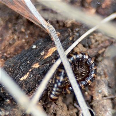 Paradoxosomatidae sp. (family) at Bruce, ACT - 23 Aug 2025 by Hejor1