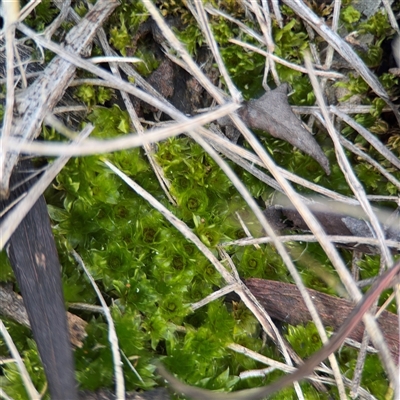 Rosulabryum sp. at Bruce, ACT - 23 Aug 2025 by Hejor1
