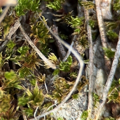 Bryaceae (family) at Bruce, ACT - 23 Aug 2025 by Hejor1