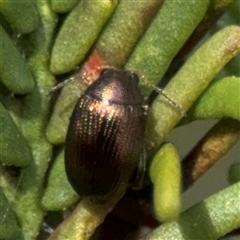 Alticini (tribe) (Unidentified flea beetle) at Bruce, ACT - 23 Aug 2025 by Hejor1