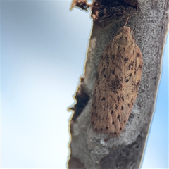Garrha (genus) (A concealer moth) at Bruce, ACT - 23 Aug 2025 by Hejor1