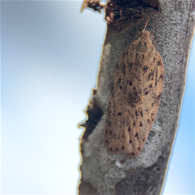 Garrha (genus) (A concealer moth) at Bruce, ACT - 23 Aug 2025 by Hejor1