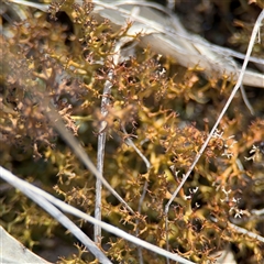 Cladia sp. (genus) at Bruce, ACT - 23 Aug 2025 by Hejor1