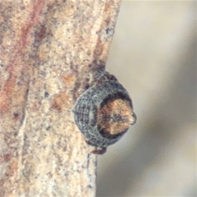Dolophones sp. (genus) (Wrap-around spider) at Bruce, ACT - 23 Aug 2025 by Hejor1