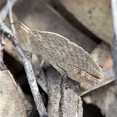 Goniaea australasiae (Gumleaf grasshopper) at Bruce, ACT - 23 Aug 2025 by Hejor1