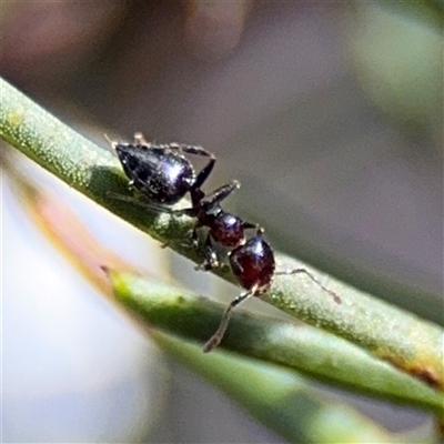 Crematogaster sp. (genus) (Acrobat ant, Cocktail ant) at Bruce, ACT - 23 Aug 2025 by Hejor1