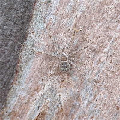 Tamopsis sp. (genus) (Two-tailed spider) at Bruce, ACT - 23 Aug 2025 by Hejor1