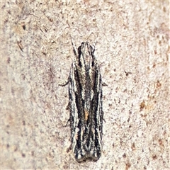 Ardozyga amblopis (A Gelechiod moth (Gelechiidae) at Bruce, ACT - 23 Aug 2025 by Hejor1