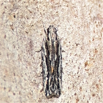 Ardozyga amblopis (A Gelechiod moth (Gelechiidae) at Bruce, ACT - 23 Aug 2025 by Hejor1