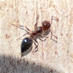 Crematogaster sp. (genus) (Acrobat ant, Cocktail ant) at Bruce, ACT - 23 Aug 2025 by Hejor1