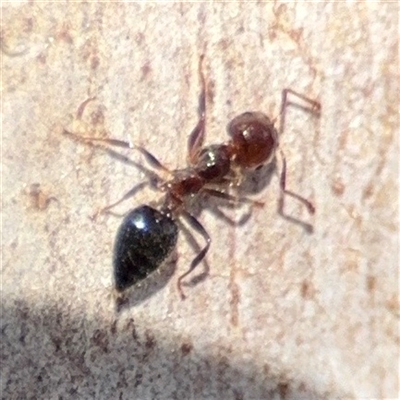 Crematogaster sp. (genus) (Acrobat ant, Cocktail ant) at Bruce, ACT - 23 Aug 2025 by Hejor1