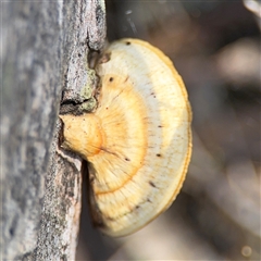 Truncospora ochroleuca at Bruce, ACT - 23 Aug 2025 by Hejor1