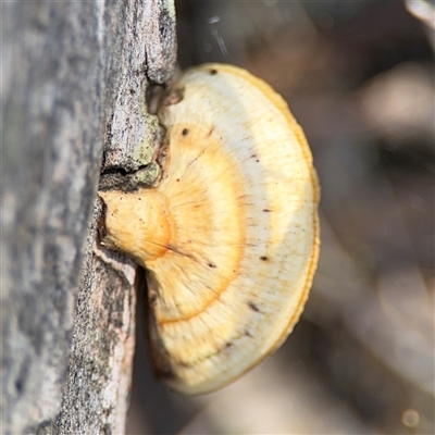 Truncospora ochroleuca at Bruce, ACT - 23 Aug 2025 by Hejor1