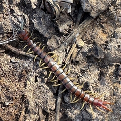 Cormocephalus aurantiipes (Orange-legged Centipede) at Bruce, ACT - 23 Aug 2025 by Hejor1