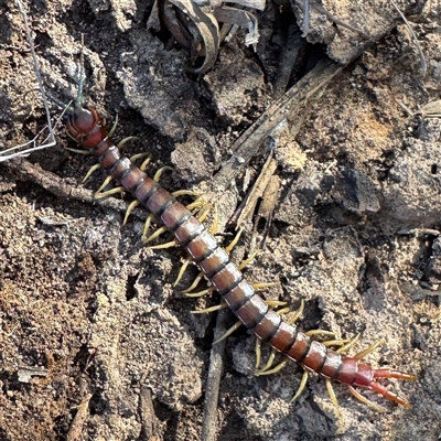 Cormocephalus aurantiipes (Orange-legged Centipede) at Bruce, ACT - 23 Aug 2025 by Hejor1