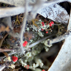 Cladonia macilenta at Bruce, ACT - 23 Aug 2025 by Hejor1