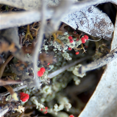 Cladonia macilenta at Bruce, ACT - 23 Aug 2025 by Hejor1