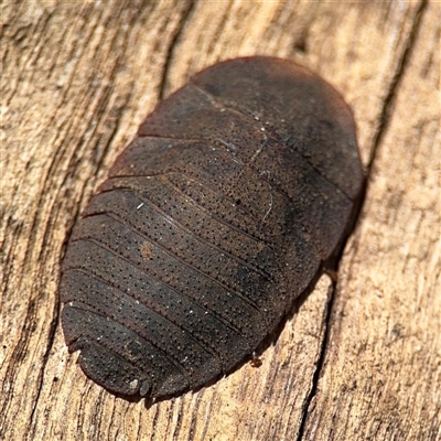 Laxta granicollis (Common bark or trilobite cockroach) at Bruce, ACT - 23 Aug 2025 by Hejor1