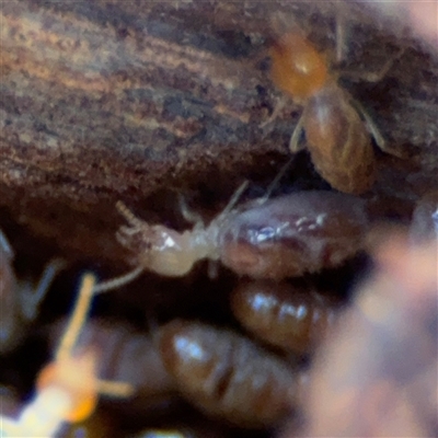 Nasutitermes (genus) (Snouted termite, Gluegun termite) at Bruce, ACT - 23 Aug 2025 by Hejor1
