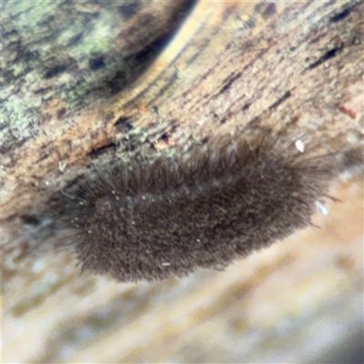 Coleoptera (order) immature at Bruce, ACT - 23 Aug 2025 by Hejor1