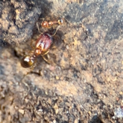 Pheidole sp. (genus) (Seed-harvesting ant) at Bruce, ACT - 23 Aug 2025 by Hejor1