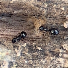 Formicidae (family) (Unidentified ant) at Bruce, ACT - 23 Aug 2025 by Hejor1