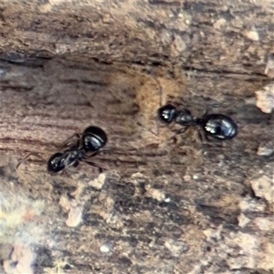 Formicidae (family) (Unidentified ant) at Bruce, ACT - 23 Aug 2025 by Hejor1