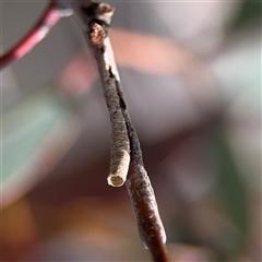 Machaerotinae sp. (subfamily) (Tube Spittlebug) at Bruce, ACT - 23 Aug 2025 by Hejor1