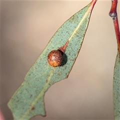 Eucalyptus insect gall at Bruce, ACT - 23 Aug 2025 by Hejor1
